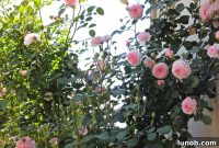 Heirloom Petals: Roses and Azaleas