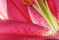 Floral Splendor at La Bella Vita Acres