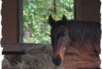 Farewell to My Beautiful Horse, Ace