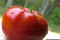 Grow Your Juiciest Tomatoes Ever