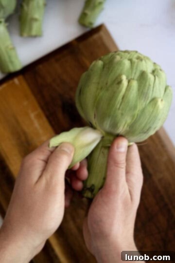 Tender Steamed Artichokes Made Simple 3 Hands peeling dry outer leaves from the base of an artichoke.