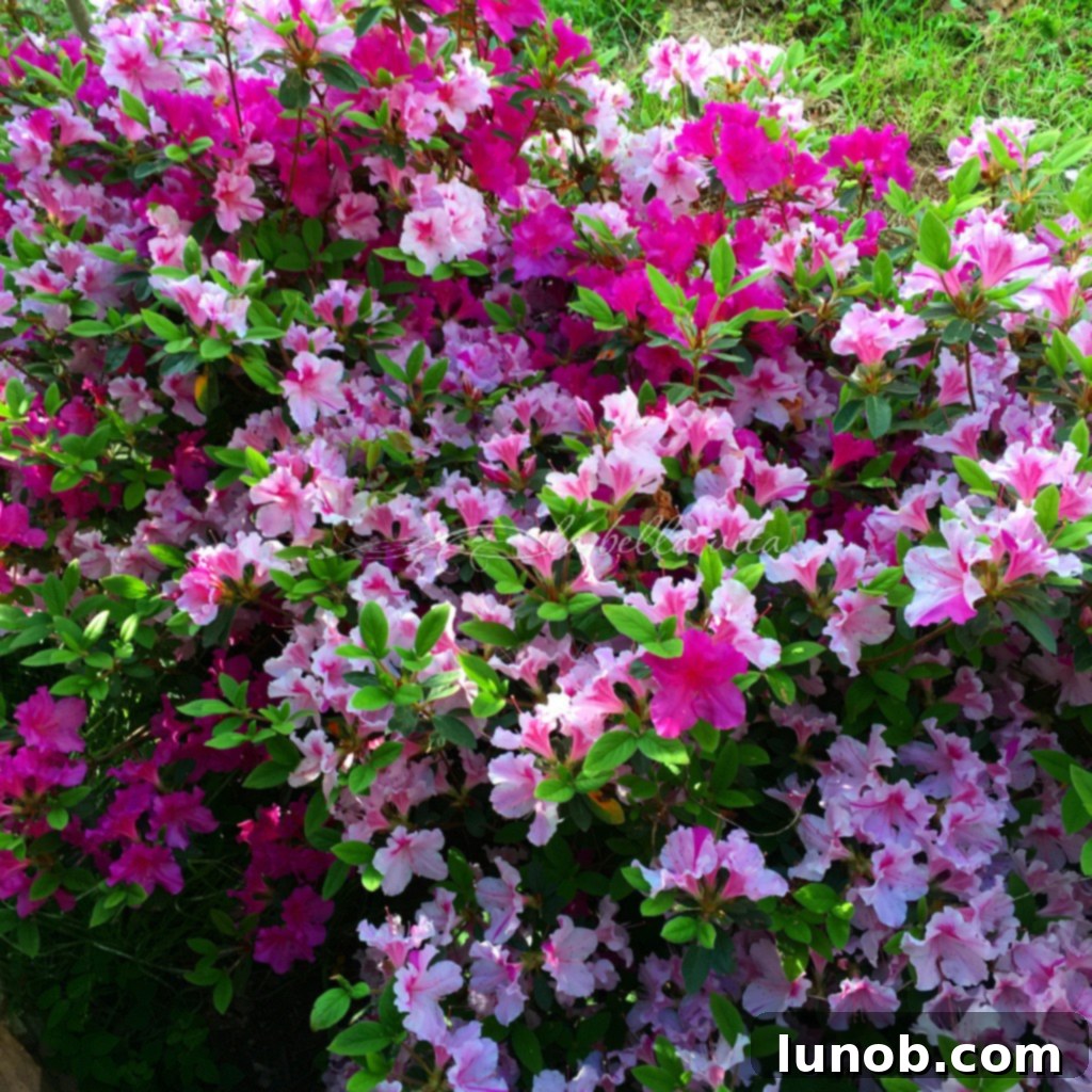 Gnocchi Primavera with Spring Asparagus and Peas
