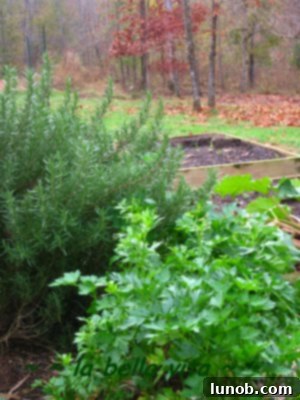 Homemade Chicken Broth for Tortellini 5 Freshly picked Italian parsley from the garden.