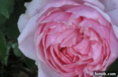 Lush pink roses in full bloom, showcasing vibrant petals