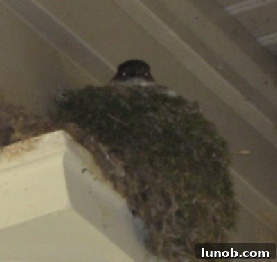 A loving mother bird in her nest under a porch roof