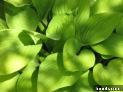 Close-up of newly opened daylilies with vibrant orange and yellow petals