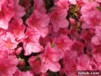 Vibrant lime green 'Guacamole' hosta leaves in a garden bed