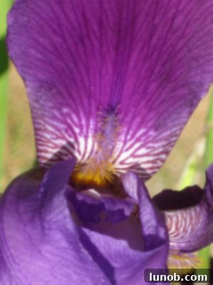 Delicate pink petals of a 'Renee Michelle' azalea in full bloom