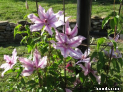 Purple 'Nellie Moser' clematis climbing elegantly up a lamp post