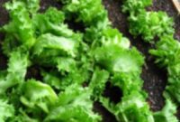 Our Bountiful Green Oasis