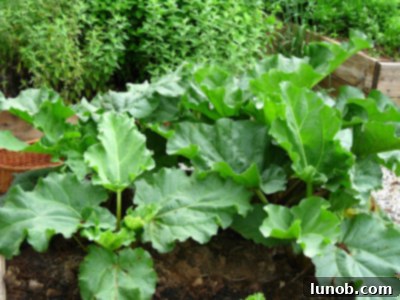 Our Bountiful Green Oasis 2 A close-up view of a garden bed featuring robust rhubarb plants with large green leaves and thick, reddish stalks, alongside other green leafy plants thriving in the soil.