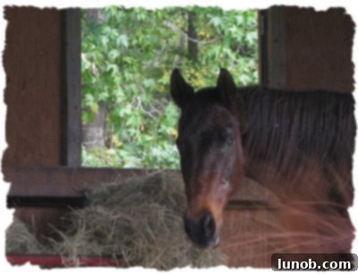 Farewell to My Beautiful Horse, Ace 2 Ace, the Thoroughbred, in a tranquil setting, reflecting peace and his calm nature