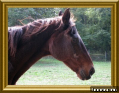 Farewell to My Beautiful Horse, Ace 3 A peaceful and serene image of Ace, symbolizing his eternal rest and lasting memory