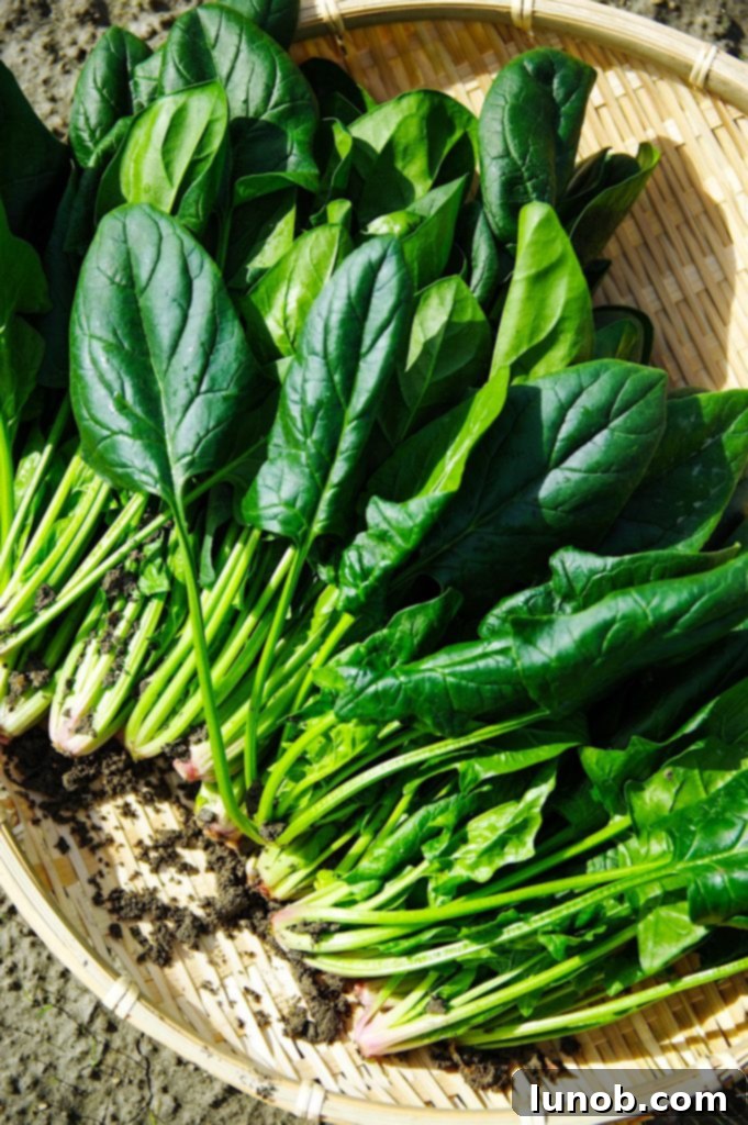 Basket of fresh picked spinach