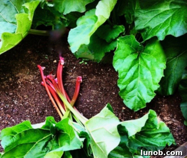 Gigantic rhubarb stalks in a garden