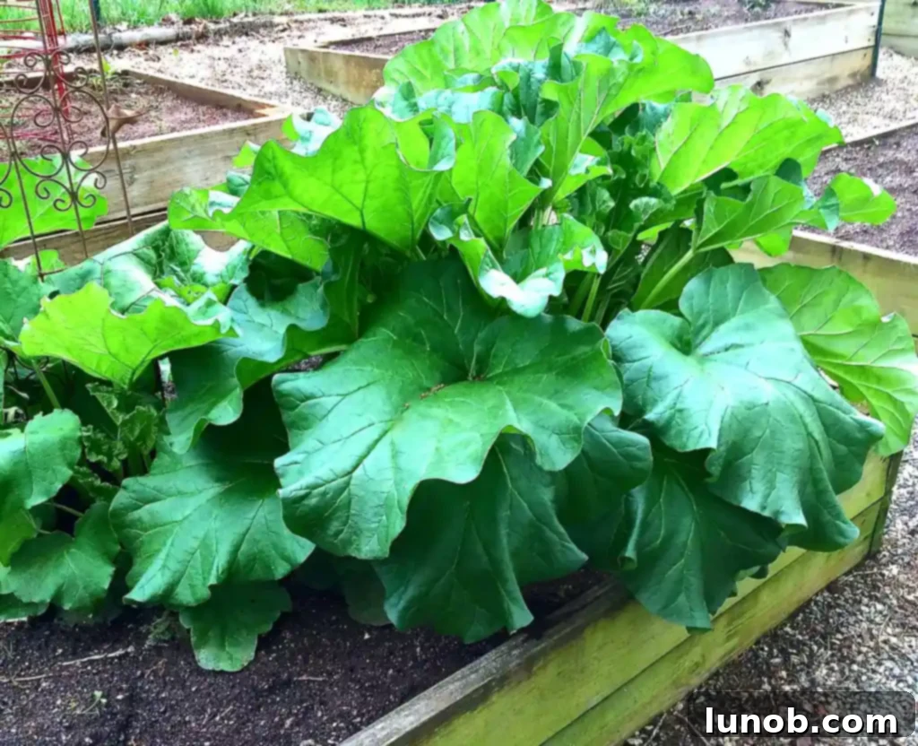 Freshly harvested rhubarb stalks