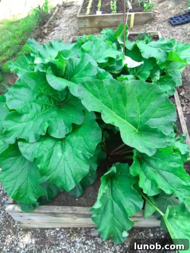 Close-up of vibrant red rhubarb stalks