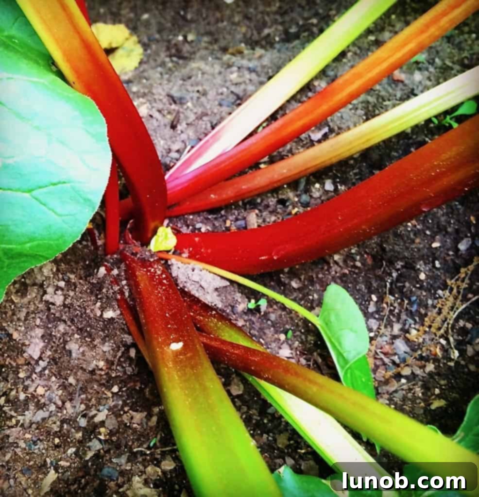 Woven basket filled with fresh rhubarb
