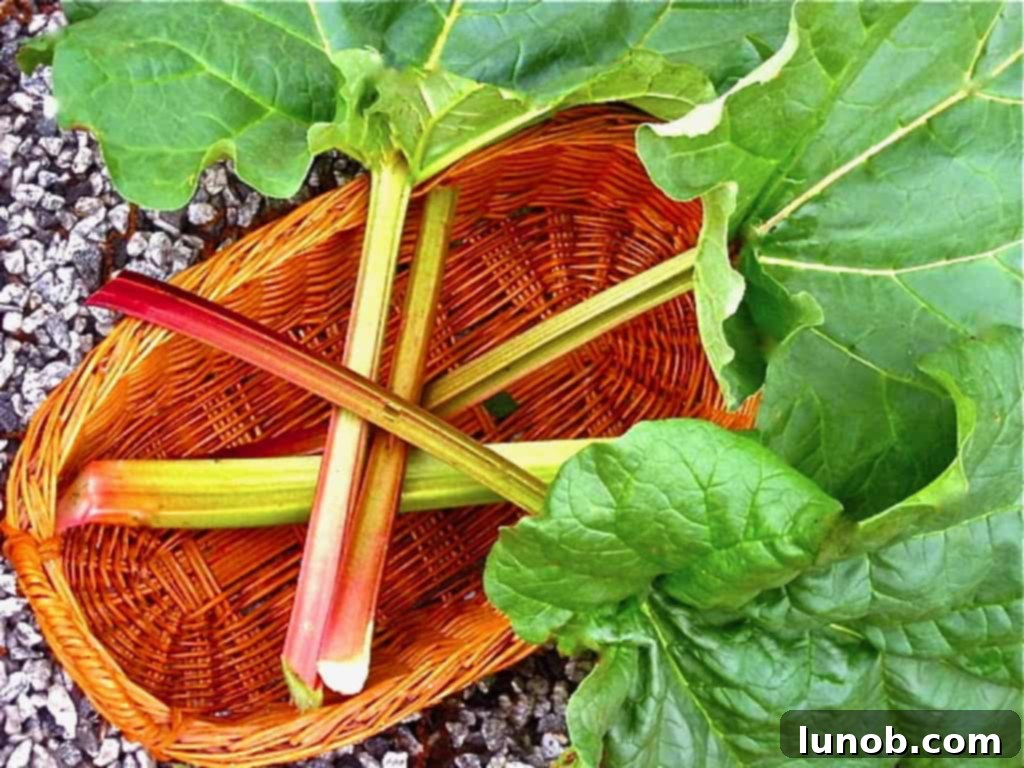 Cleaned rhubarb stalks ready for chopping