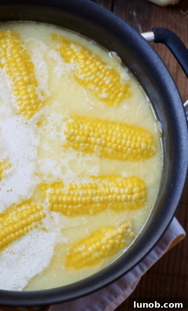 Fresh corn on the cob, ready for cooking.