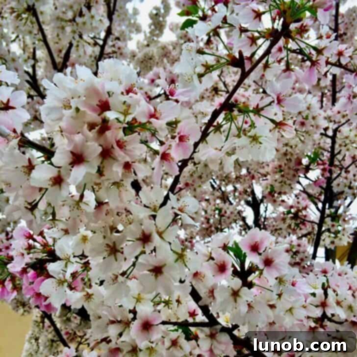 Italian Easter & Spring Feasts: 49 Delicious Recipes 51 Blooming cherry tree blossoms, a beautiful sight of spring's arrival