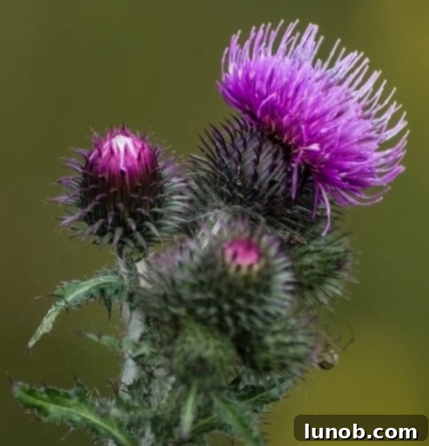 Efficiently packed suitcase with clothing and travel essentials for a trip to Scotland.