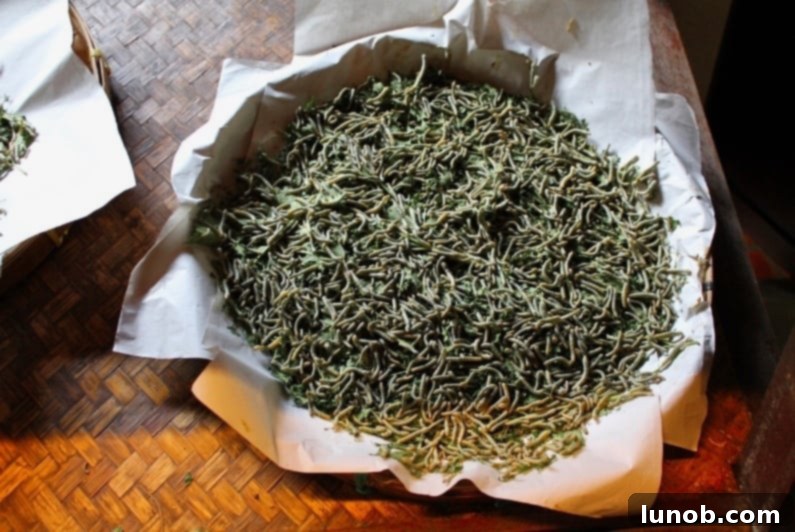 Grow Your Juiciest Tomatoes Ever 2 Worm Castings for Gardening