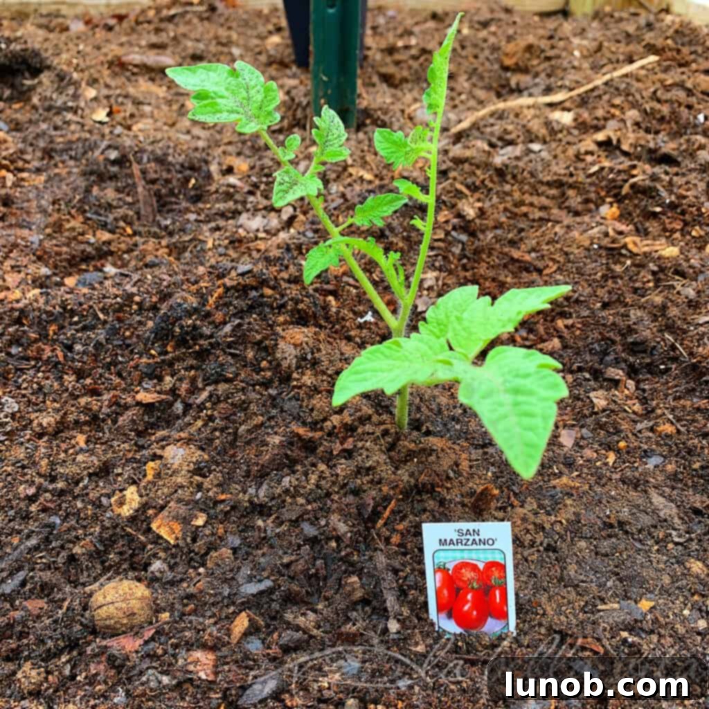 Grow Your Juiciest Tomatoes Ever 3 Healthy Tomato Plant with Clean Base