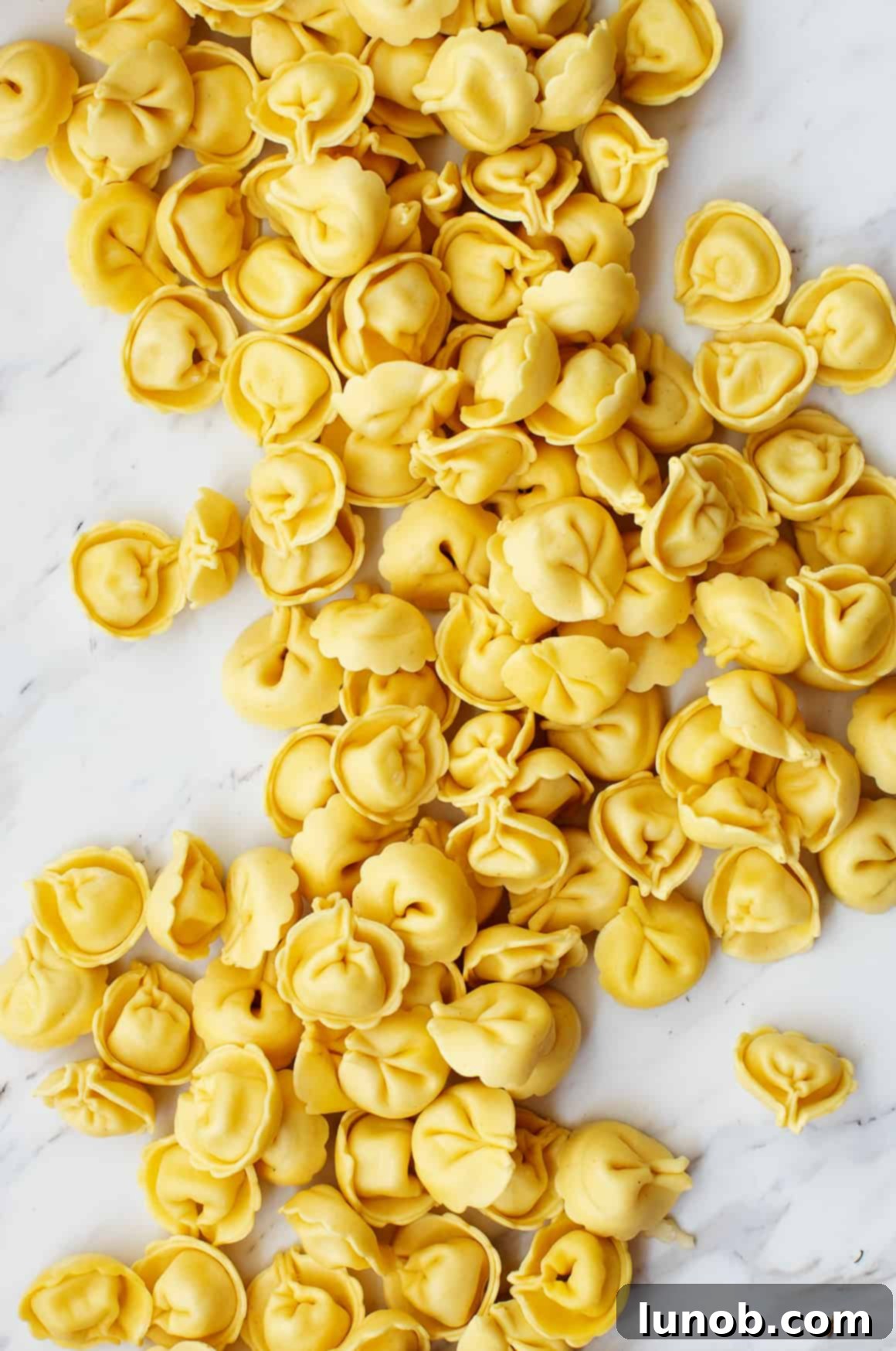 Fresh tortellini pasta, ready for cooking