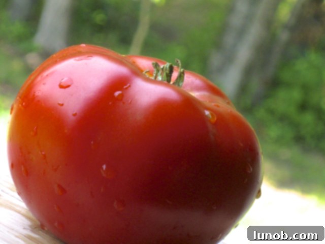 Basket of ripe, fresh garden tomatoes